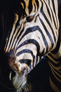 Close up of a zebra