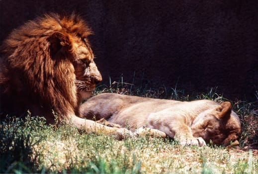 Lions resting on grass
