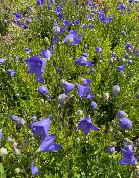 Balloon flower,Platycodon grandiflorum is an attractive ornamental flower with beautiful blue flowers.