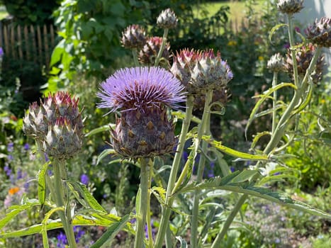 Artichoke,Cynara scolymus,is a vegetable and medicinal plant.