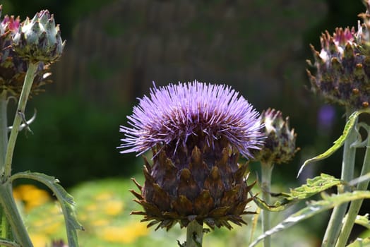 Artichoke,Cynara scolymus,is a vegetable and medicinal plant.