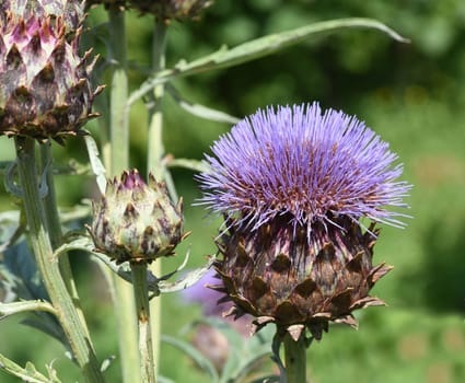 Artichoke,Cynara scolymus,is a vegetable and medicinal plant.
