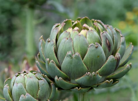 Artichoke,Cynara scolymus,is a vegetable and medicinal plant.