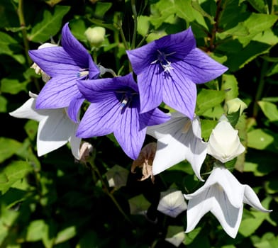 Balloon flower,Platycodon grandiflorum is an attractive ornamental flower with beautiful blue flowers.