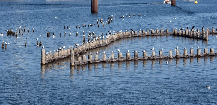 Herring fence in the town of Kappeln is a unique document of fishing in the Schlei. It is the last fully functional herring fence in Europe.
