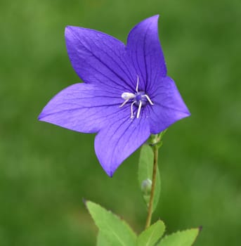 Balloon flower,Platycodon grandiflorum is an attractive ornamental flower with beautiful blue flowers.