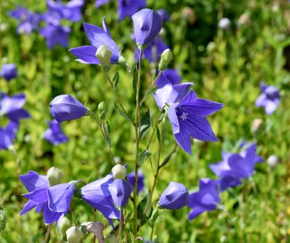 Balloon flower,Platycodon grandiflorum is an attractive ornamental flower with beautiful blue flowers.