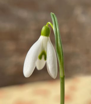 Snowdrop,Galanthus nivalis,is a flower that blooms in winter and is an important medicinal plant.