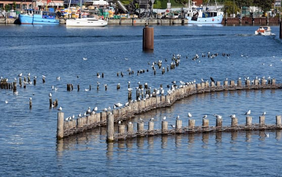 Herring fence in the town of Kappeln is a unique document of fishing in the Schlei. It is the last fully functional herring fence in Europe.