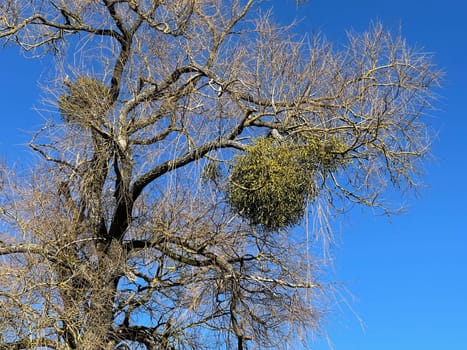 Mistletoe,Viscum album,is a parasite that lives on our native trees.