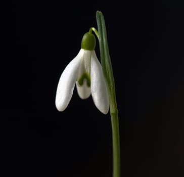 Snowdrop,Galanthus nivalis,is a flower that blooms in winter and is an important medicinal plant.