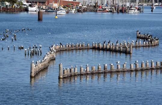 Herring fence in the town of Kappeln is a unique document of fishing in the Schlei. It is the last fully functional herring fence in Europe.