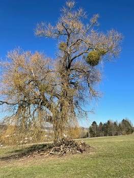 Mistletoe,Viscum album,is a parasite that lives on our native trees.