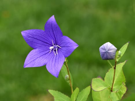 Balloon flower,Platycodon grandiflorum is an attractive ornamental flower with beautiful blue flowers.