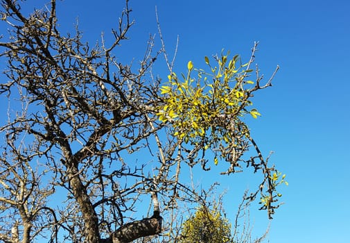 Mistletoe,Viscum album,is a parasite that lives on our native trees.