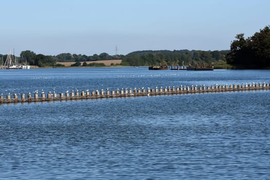 Herring fence in the town of Kappeln is a unique document of fishing in the Schlei. It is the last fully functional herring fence in Europe.
