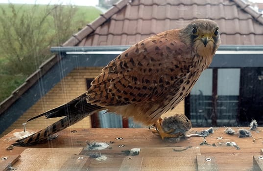 Sparrowhawk,Accipiter nisus,is a native bird of prey that primarily hunts mice and young birds.