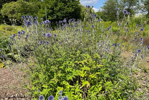 Globe thistles,Echinops ritro,are medicinal and wild plants.