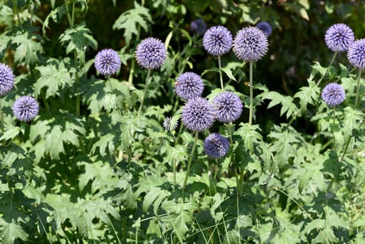 Globe thistles,Echinops ritro,are medicinal and wild plants.