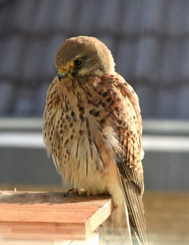 Sparrowhawk,Accipiter nisus,is a native bird of prey that primarily hunts mice and young birds.