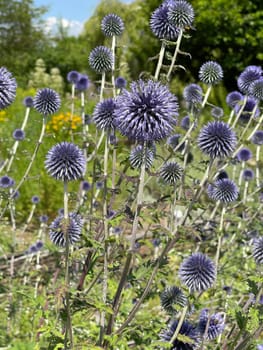 Globe thistles,Echinops ritro,are medicinal and wild plants.