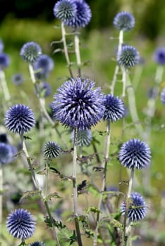 Globe thistles,Echinops ritro,are medicinal and wild plants.