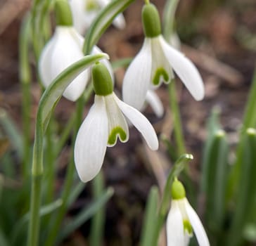 Snowdrop,Galanthus nivalis,is a flower that blooms in winter and is an important medicinal plant.