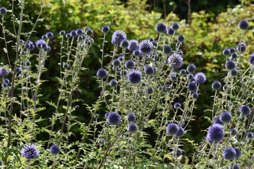 Globe thistles,Echinops ritro,are medicinal and wild plants.