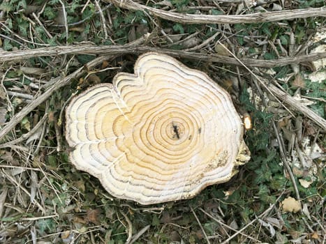 Wood texture of cut tree trunk. Close-up. Detailed natural light tan of a felled tree trunk or stump. Smooth organic texture of tree rings with close up of end grain.