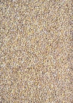 Pearl barley seeds background. Concept of healthy eating and natural.