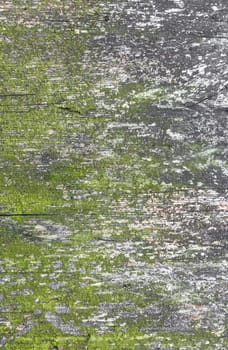 Moldy and moisture. Old cracked decay wood background covered in green moss and mold.
