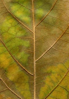 front view closeup macro texture of green leaf changing color from green to yellow and brown during autumn