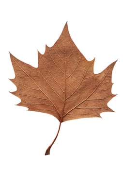 tree brown leaf closeup isolated on white background