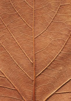 front view closeup macro texture of brown leaf intricate details during autumn