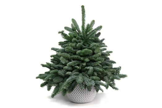 Christmas tree made from natural branches of nobilis in a flower pot on a white table