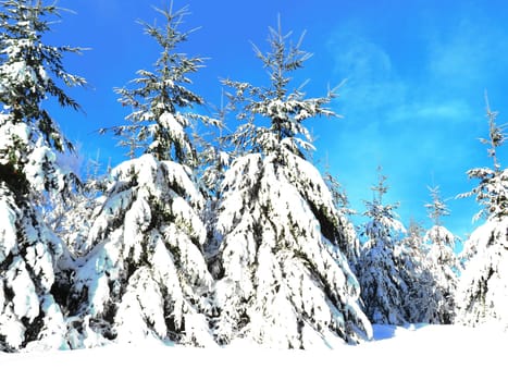 snow white cold winter beautiful ice cream trees landscape