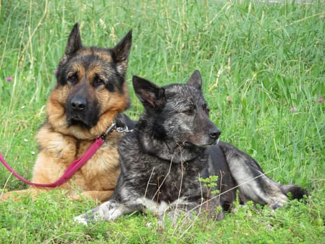 beautiful protective watchdogs defense security tranquility domestic animals
