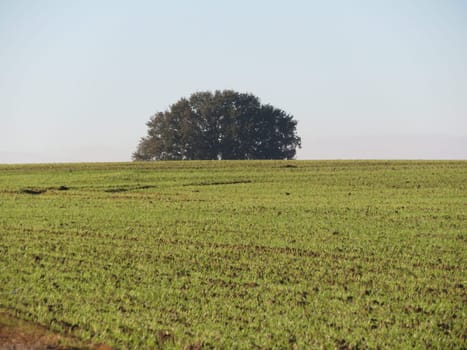 beautiful landscape with trees field autumn horizon