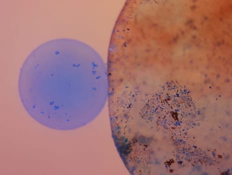 abstract background fantasy illusion rarity imagination virus bacteria sensation
