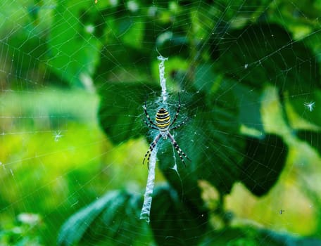 Black spider with yellow stripes Argiope bruennichi. Argiope bruennichi. Spider-like animals. Insect animal. Wild nature. Cobweb on green leaves of a raspberry bush.