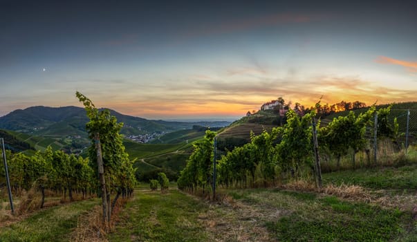 german castle in the black forest and vineyard