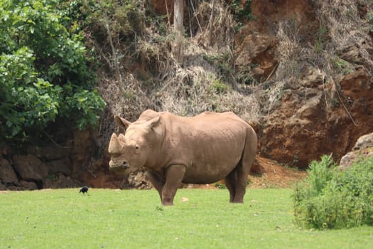beautiful wild horn rhino dangerous wild horn huge fast heavy