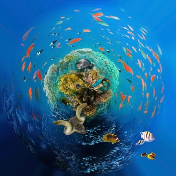 Underwater world. Coral reef and fishes in Red sea at Egypt