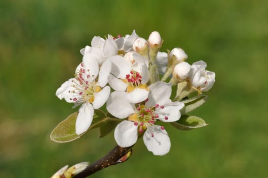 pear blossoms in an orchard