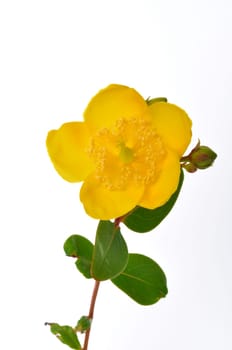 Ornamental St. John's Wort on a white background