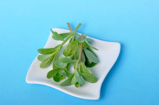 purslane in a saucer on a blue background