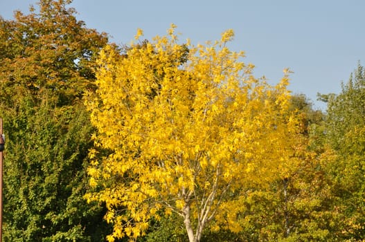 Tree in autumn colors in Normandy