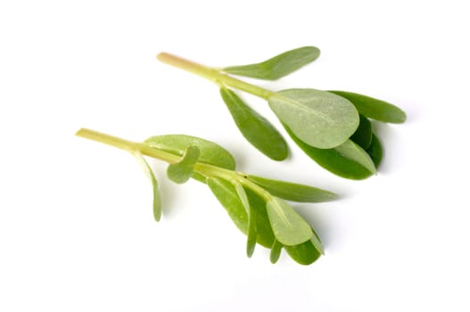 purslane on a white background