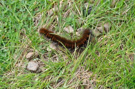 fox moth caterpillar on grass