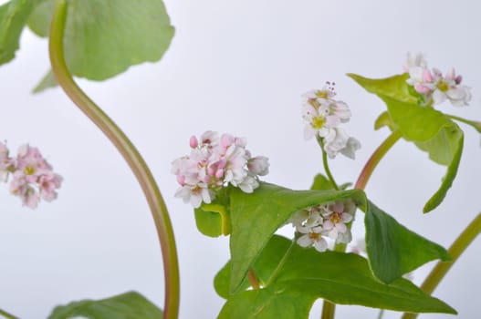 buckwheat flowers on a white background